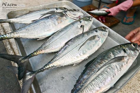 鐵甲 魚|【小琉球】在地人都說比豬肉好吃的 鐵甲魚，私房料理超肥美【。